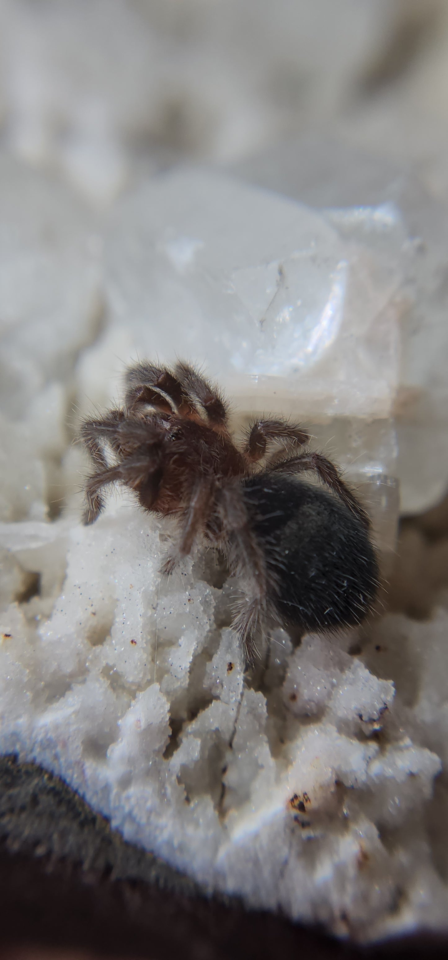 Grammostola quirogai (Uruguayan Black Beauty 1-2"