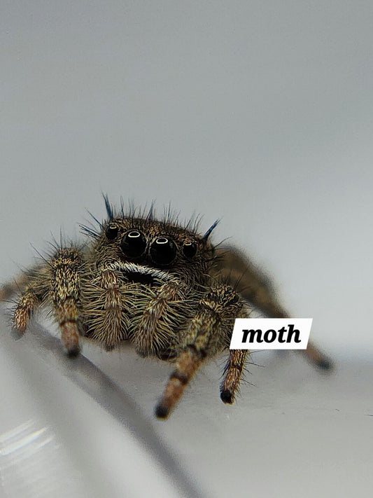 Moth- P.texanus