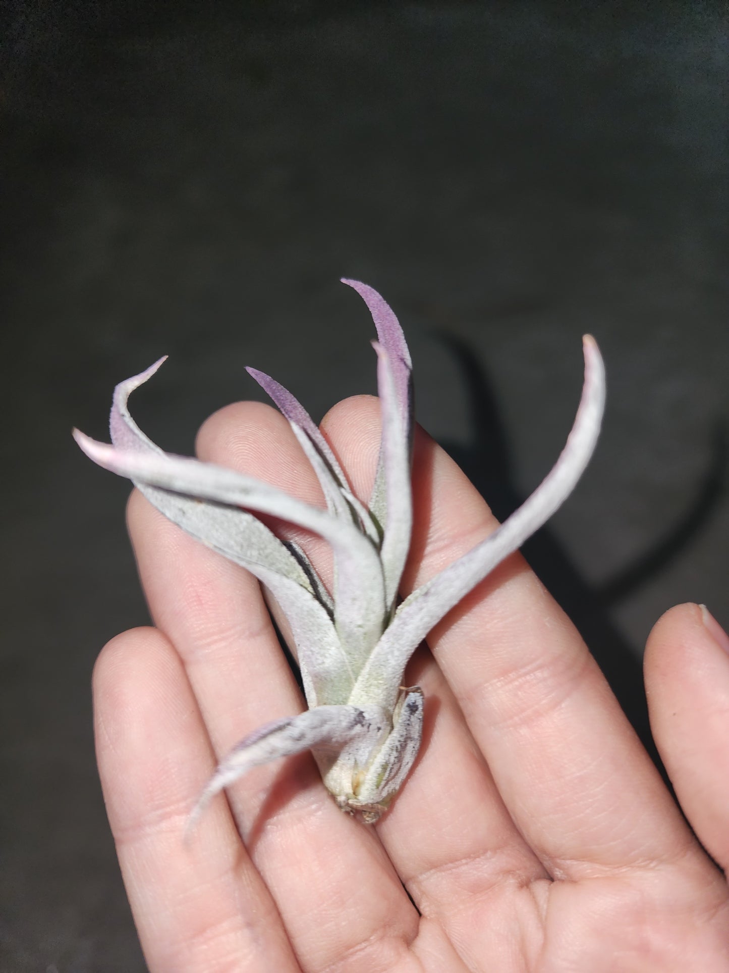 Air Plant (Pick out of 4)