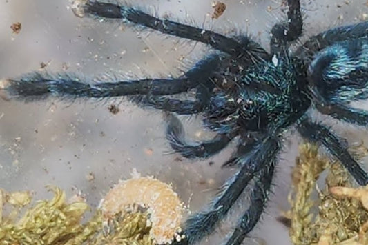 Versicolor 1/4-1/2