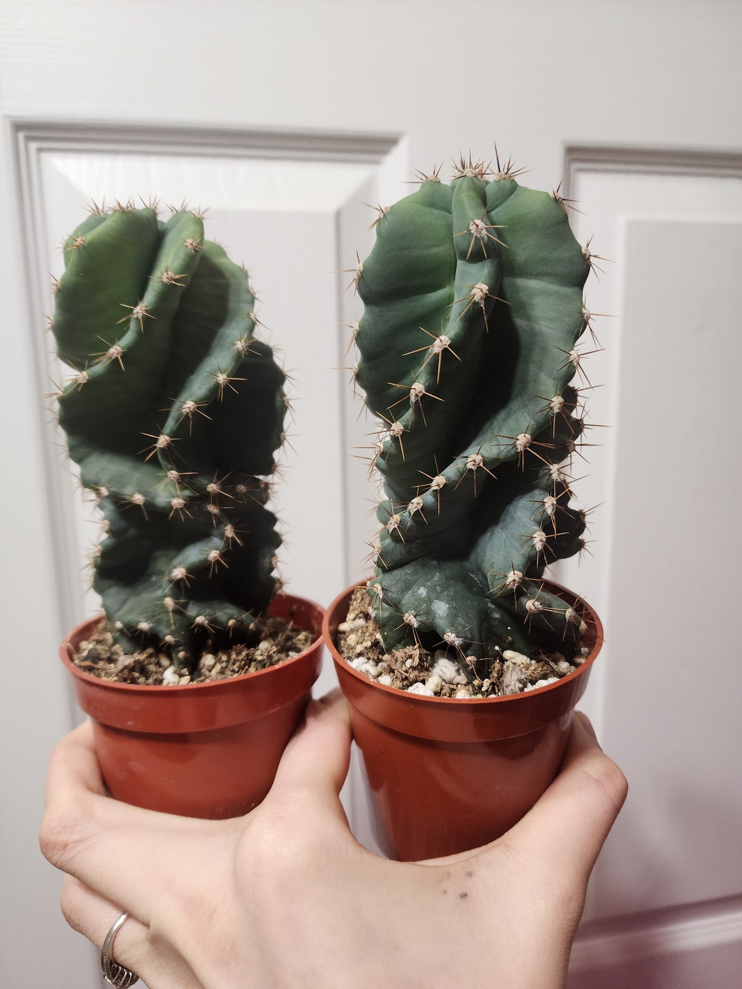 Spiral cactus