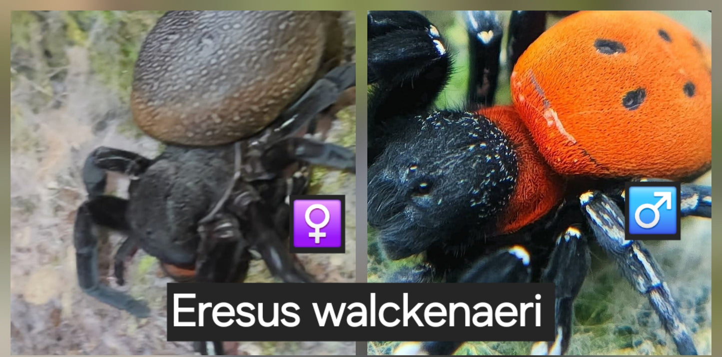 Eresus walckenaeri