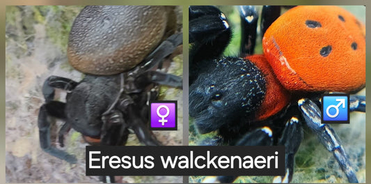 Eresus walckenaeri