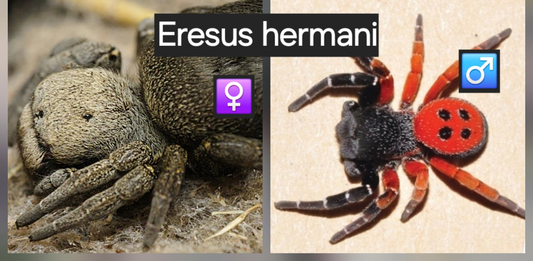 Eresus hermani