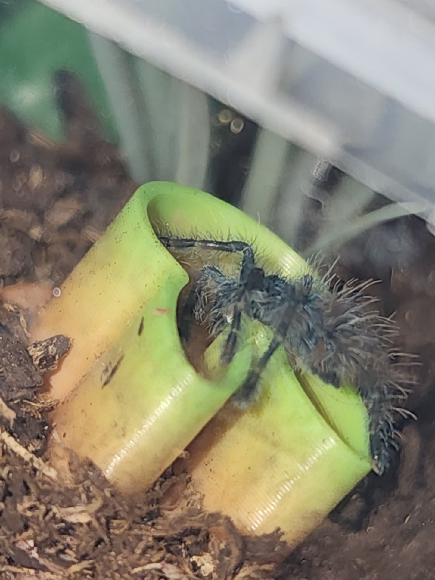 Tarantula Feeding Dishes