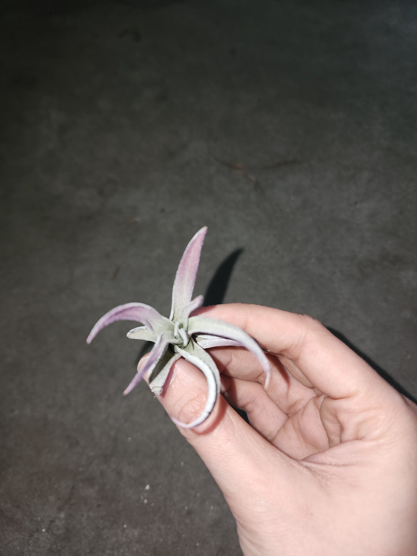 Air Plant (Pick out of 4)