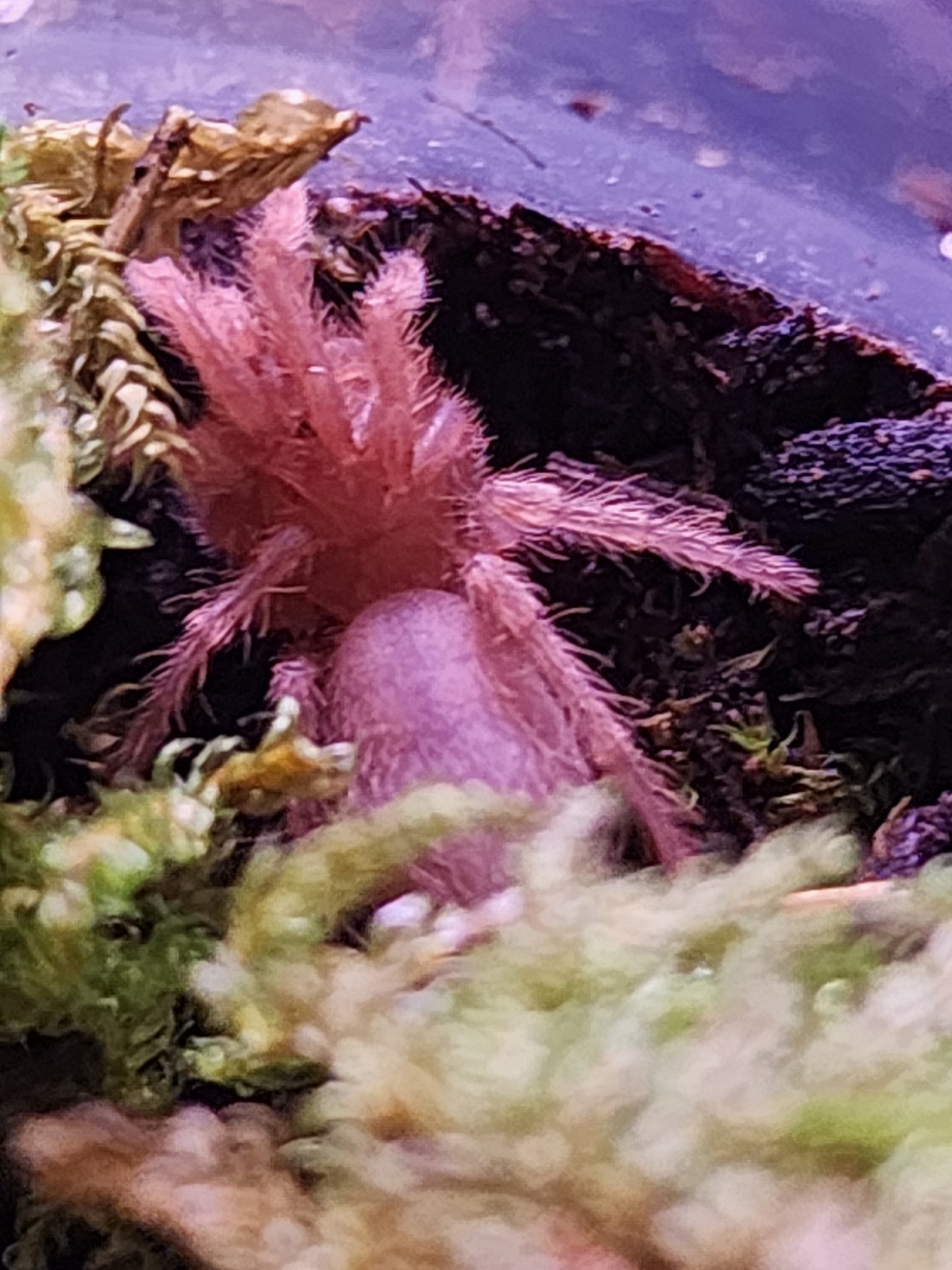 Lasiocyano sazimai, (Brazilian blue) .5-.75"