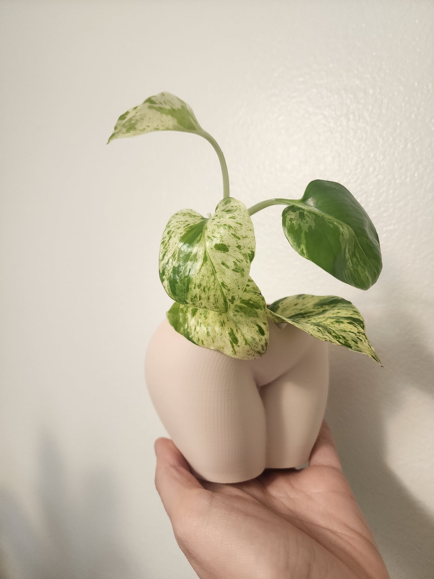 Female Tan  Planters (No piercings)