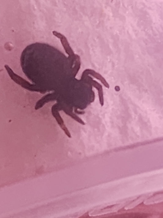 Eresus balcanicus .125"