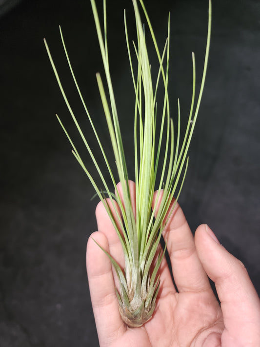 Air Plant (Pick out of 4)