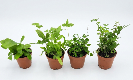 4 pack of ferns