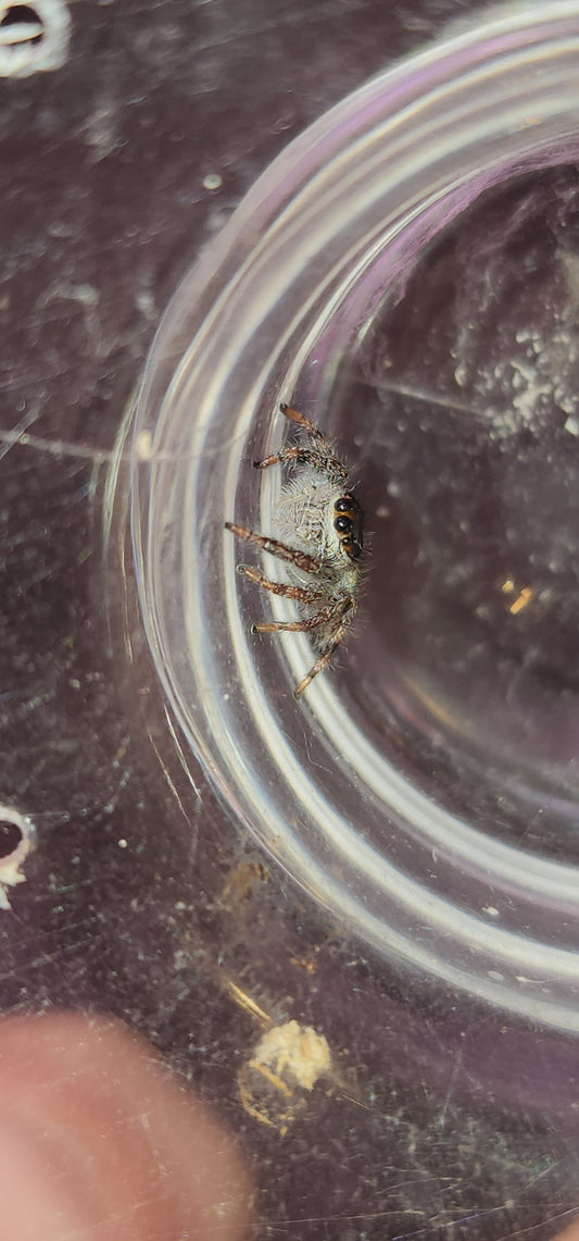 BOOBIE- (HYLLUS 3x3x4 bioactivE)