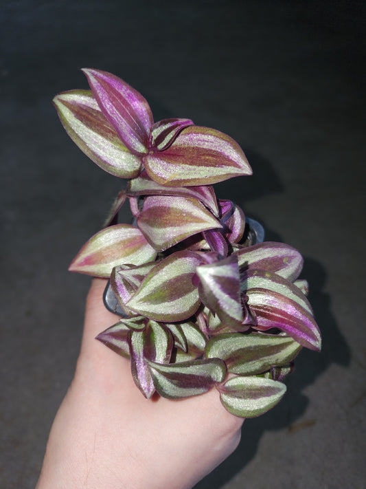 Purple Wander (Tradescantia zebrina)