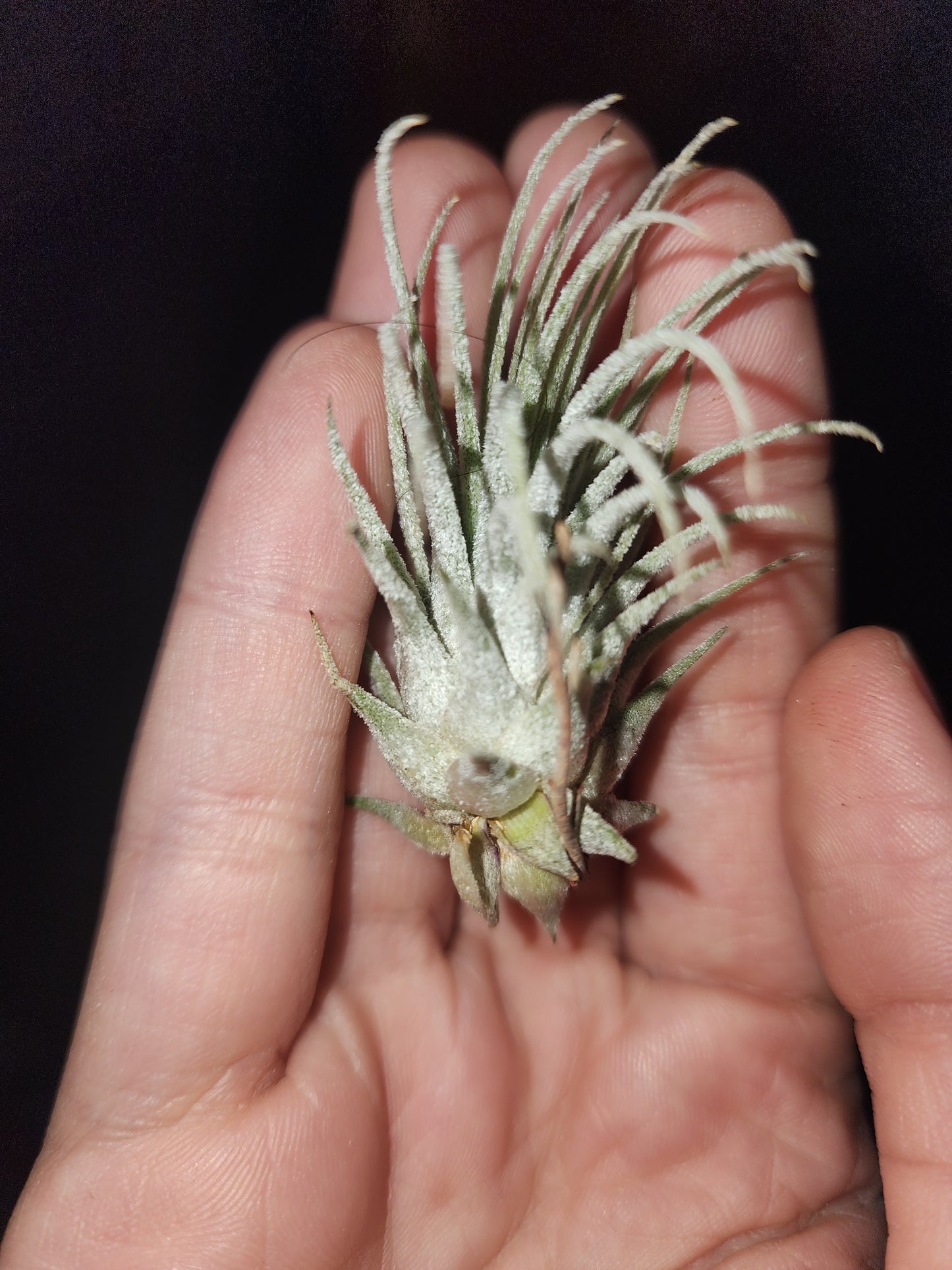 Air Plant (Pick out of 4)