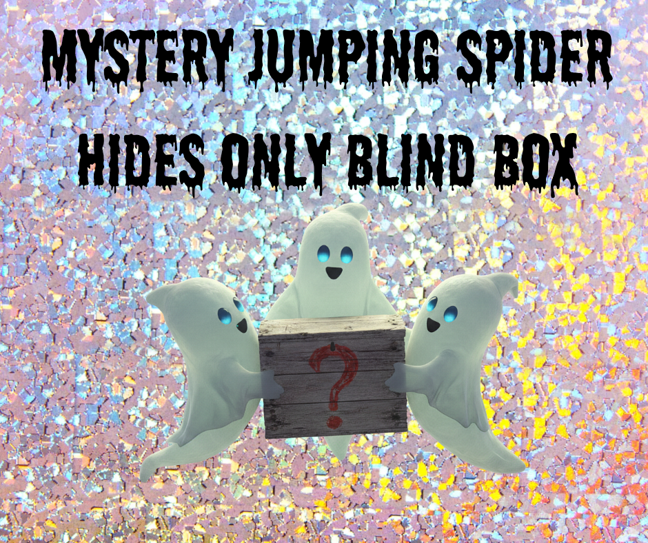 Mystery Hides Blindbox