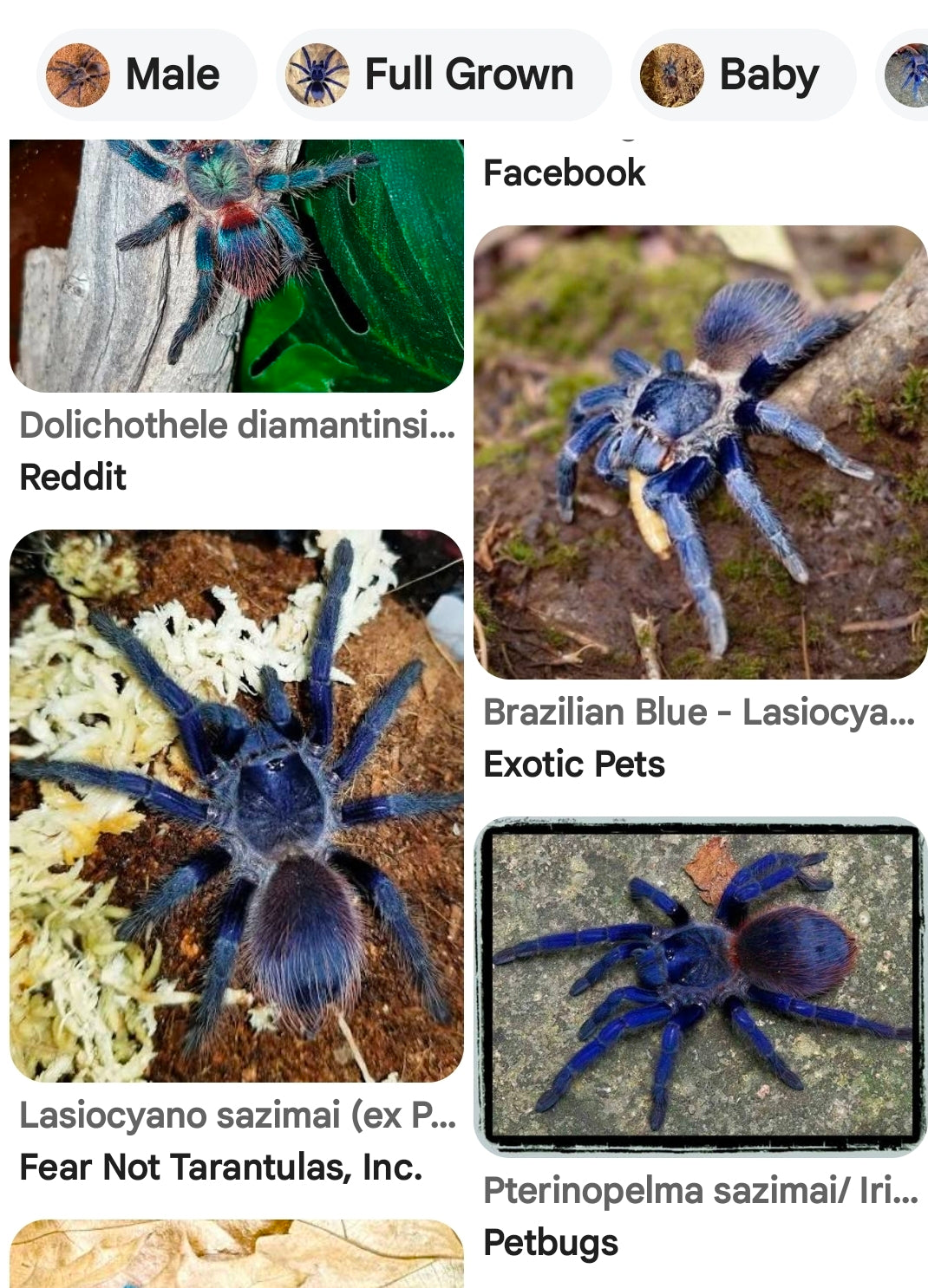 Lasiocyano sazimai, (Brazilian blue) .5-.75"