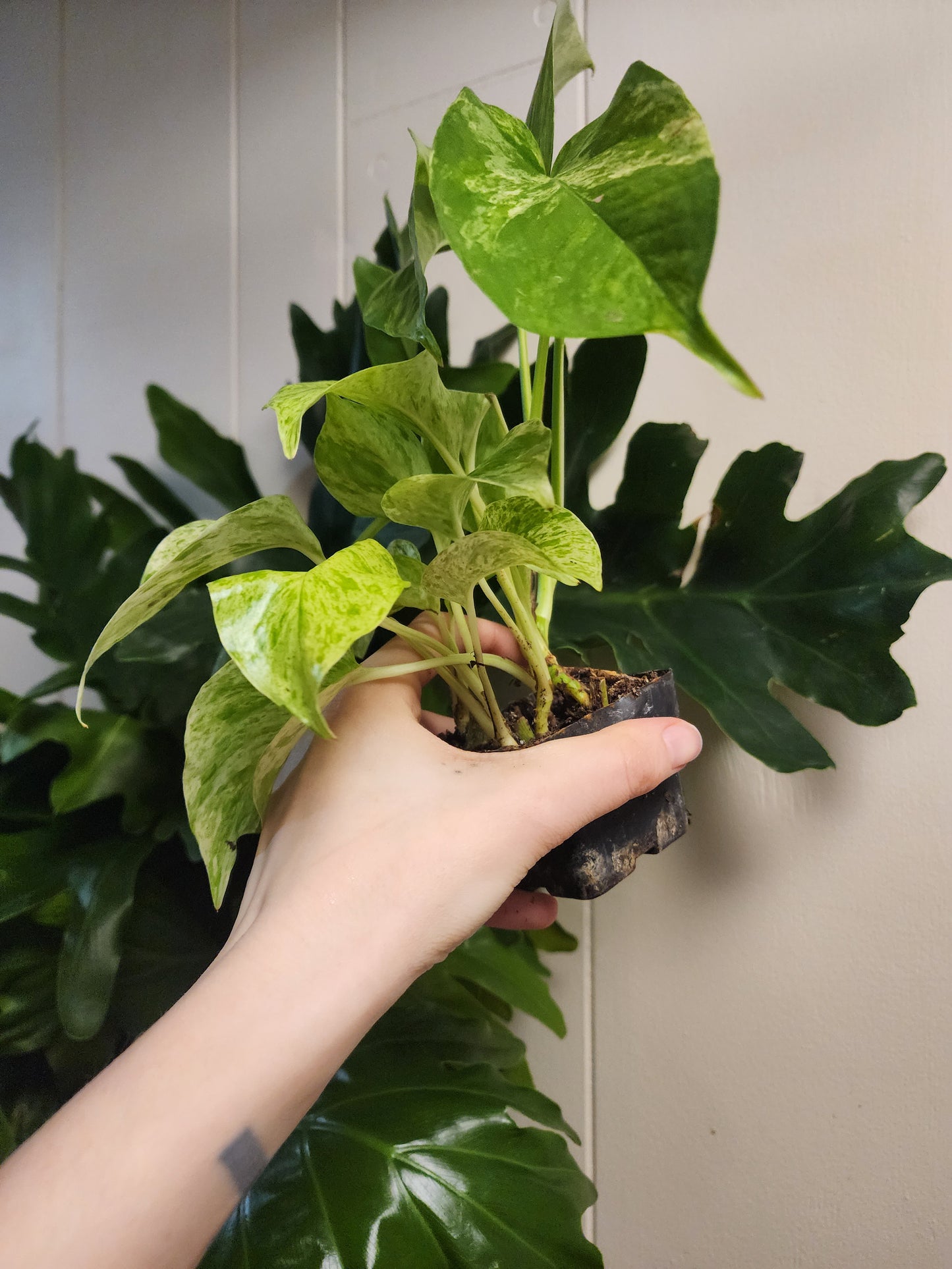 Marble Pothos (3" pot)