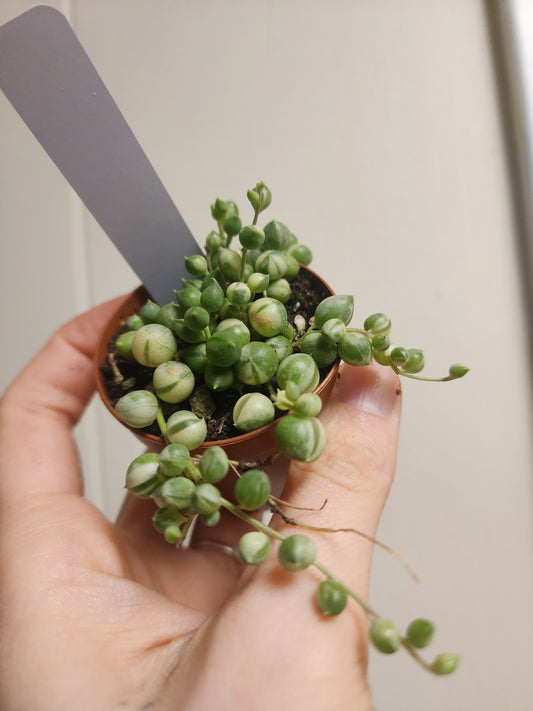 String of pearls -variegated