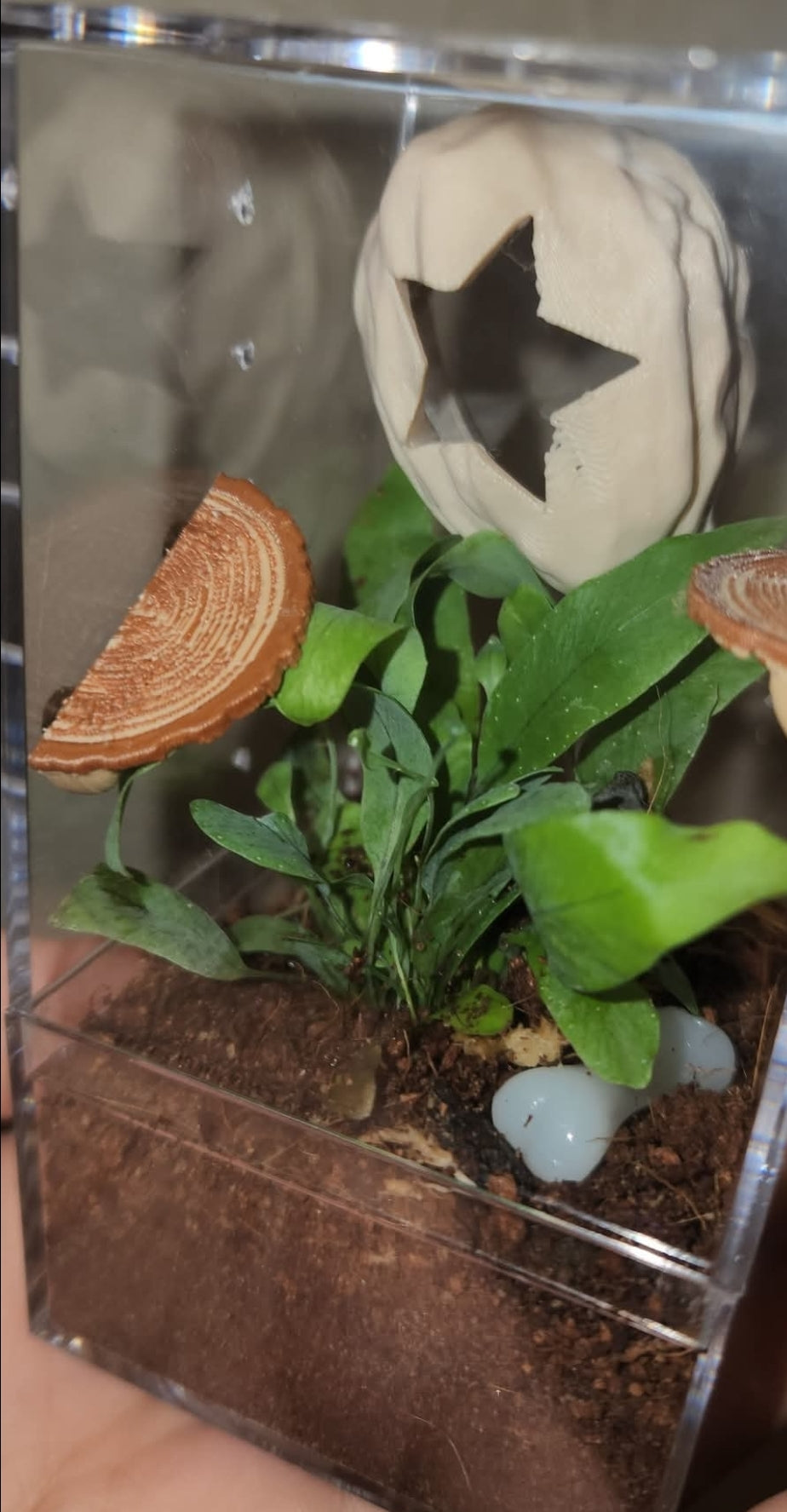 2x4 Plant Enclosure Kit