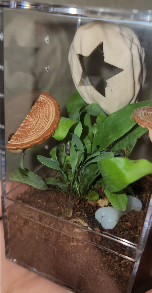 2x4 Plant Enclosure Kit