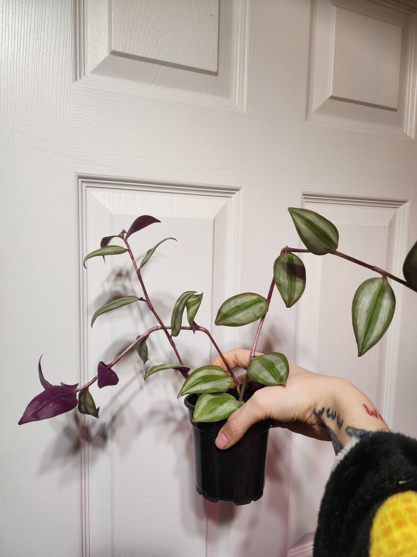 Purple Wander (Tradescantia zebrina)