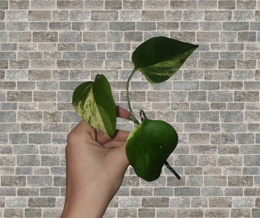Marble Queen Pothos Cutting