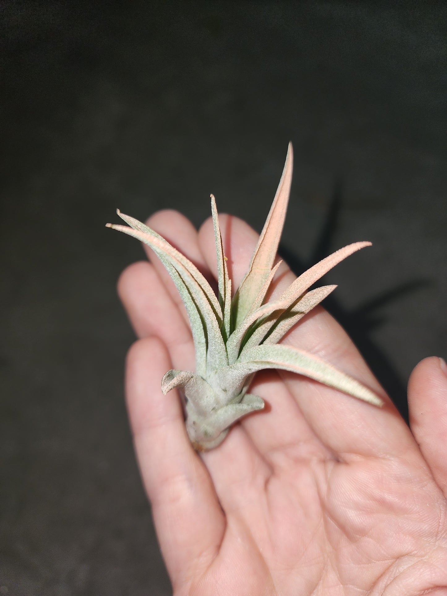 Air Plant (Pick out of 4)