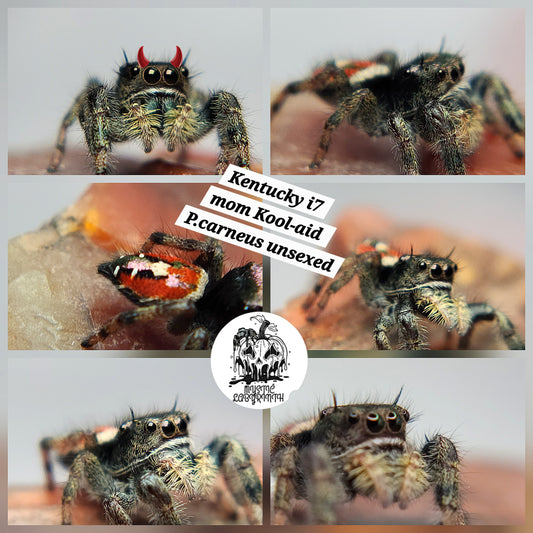 Kentucky- P.carneus