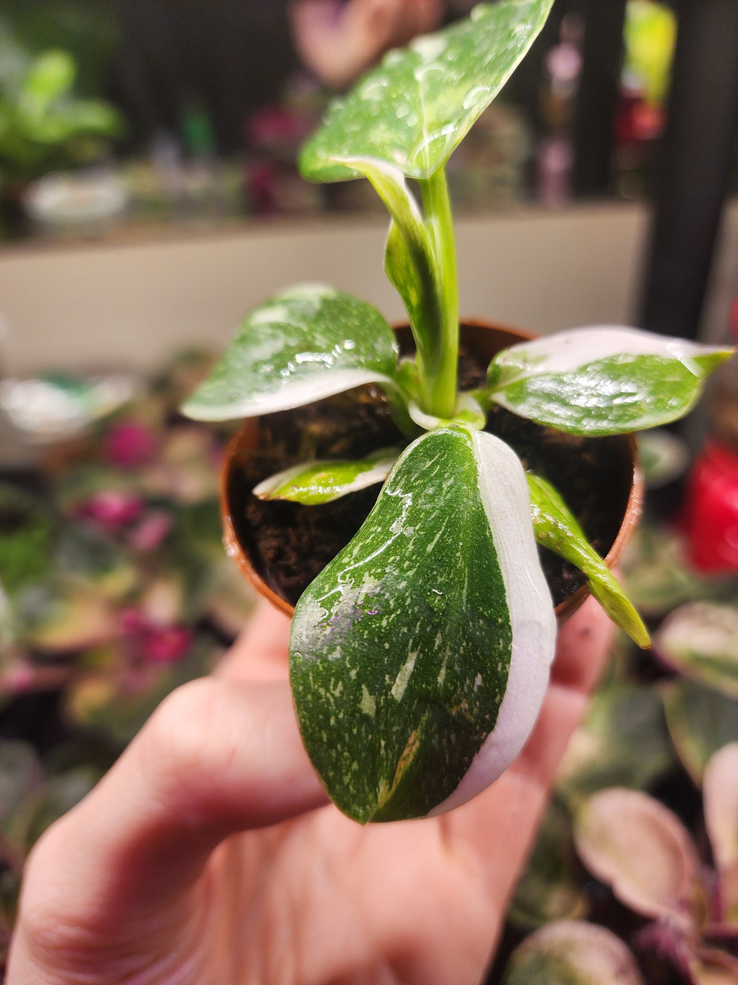 Philodendron minis