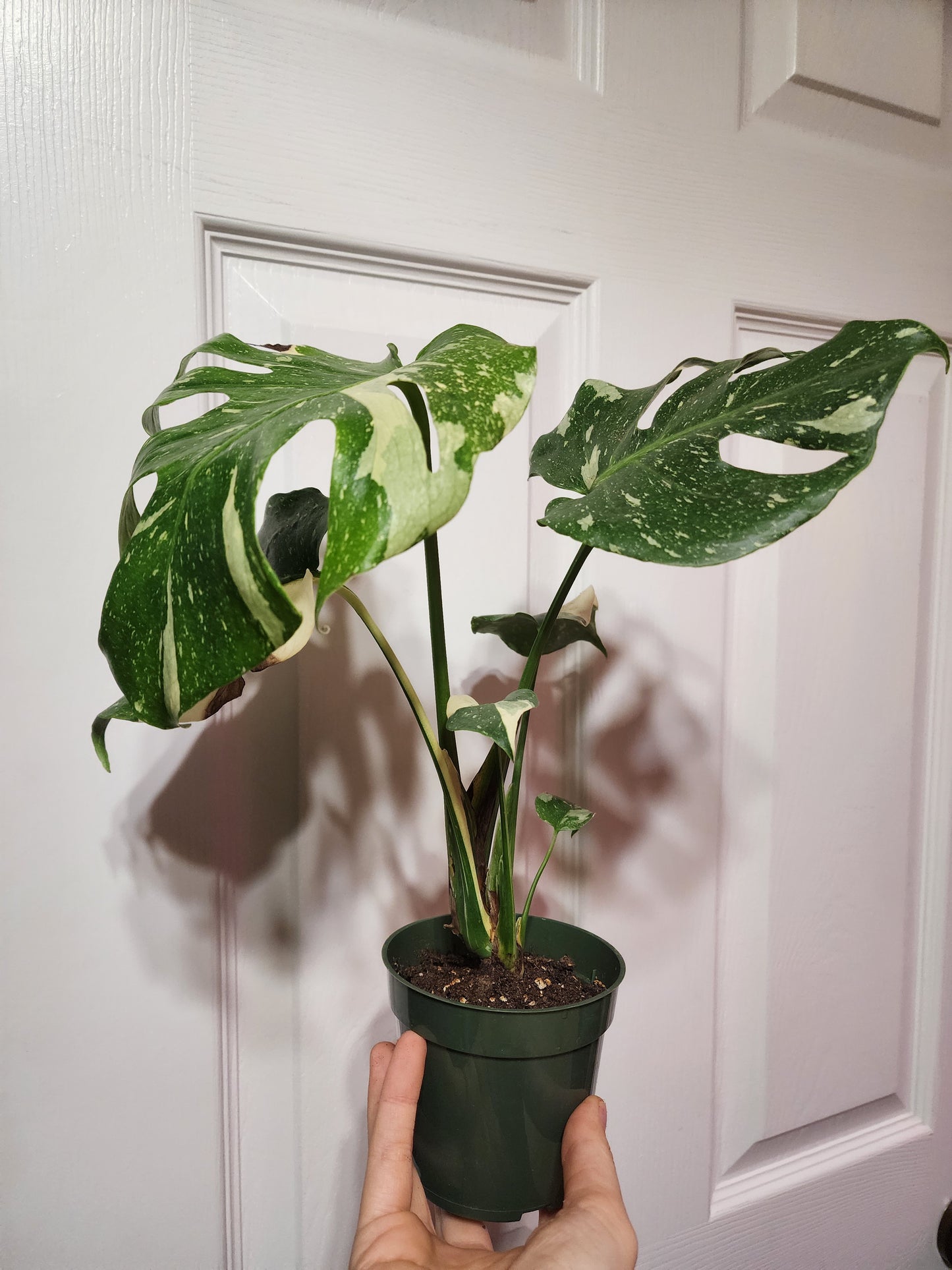 Thai Constellation 001 (exact plant)