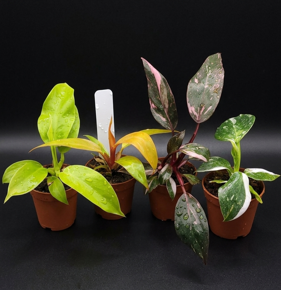Philodendron minis