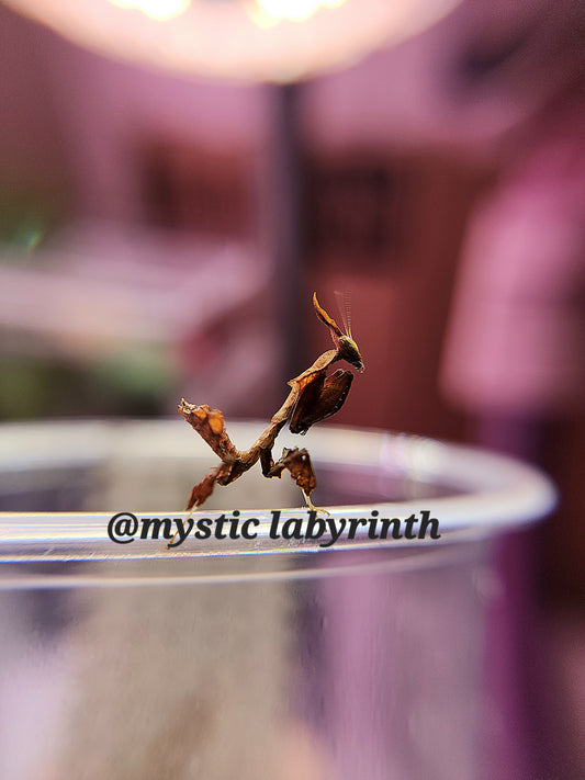 Phyllocrania paradoxa- Ghost mantis