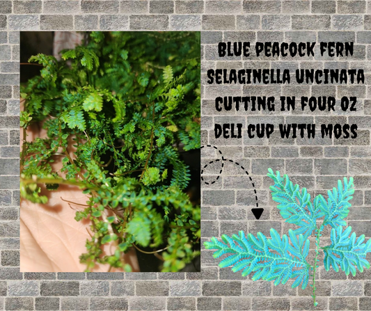 Selaginella uncinata Cutting