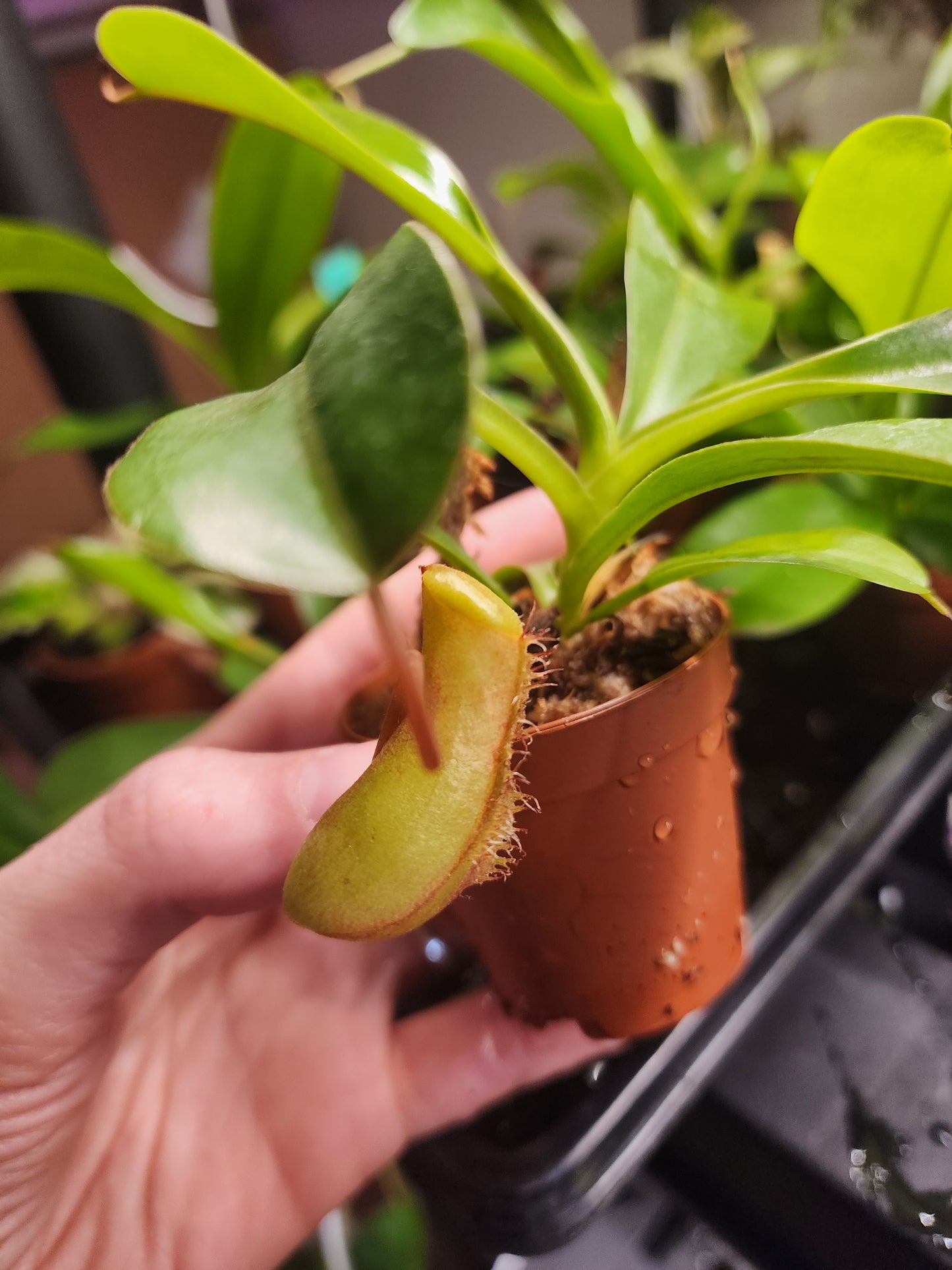 Carnivorous Plants