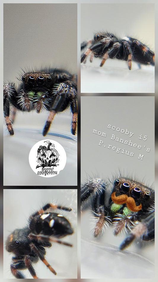 Scooby- P.regius