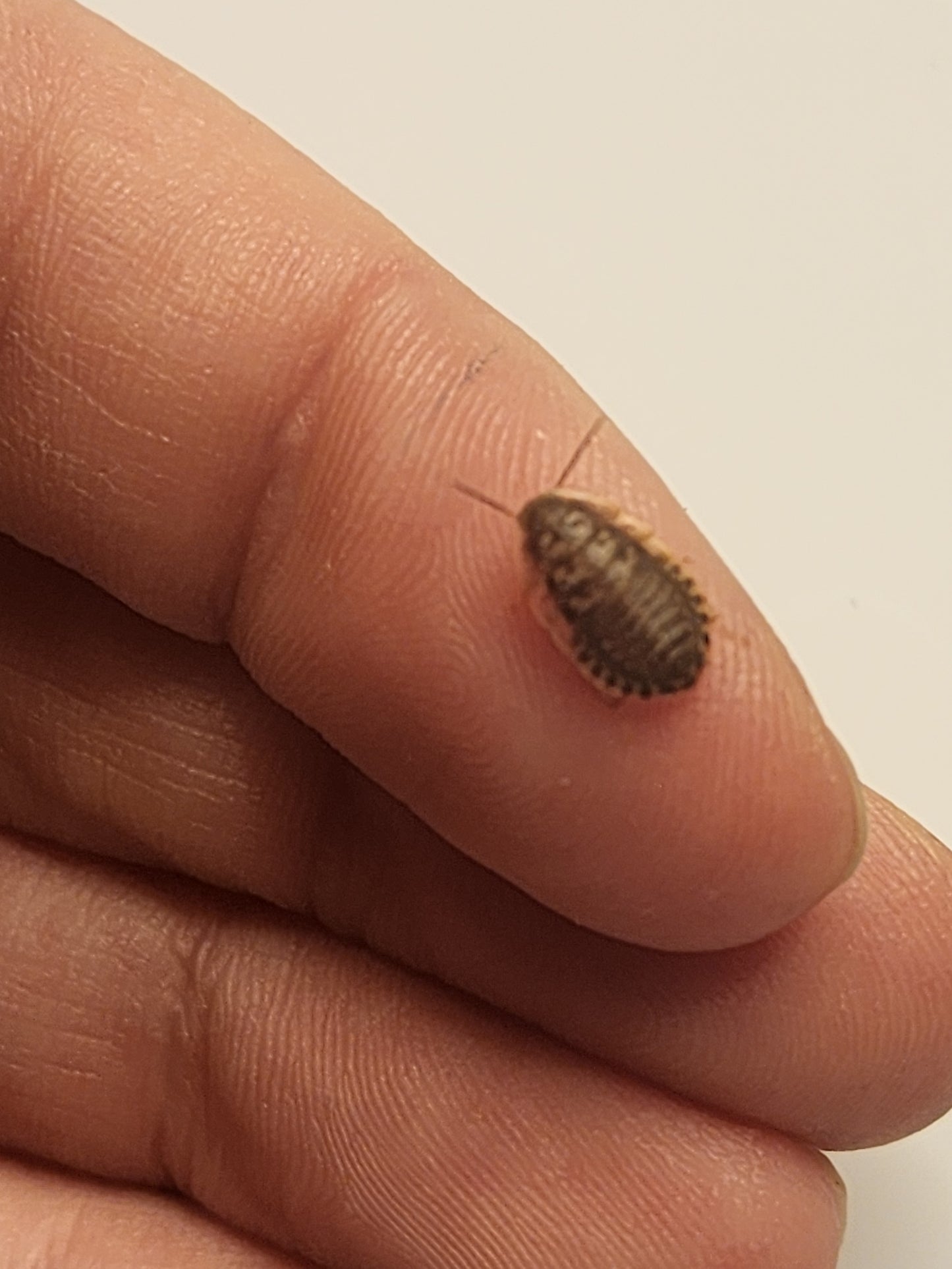 Extra small Dubias