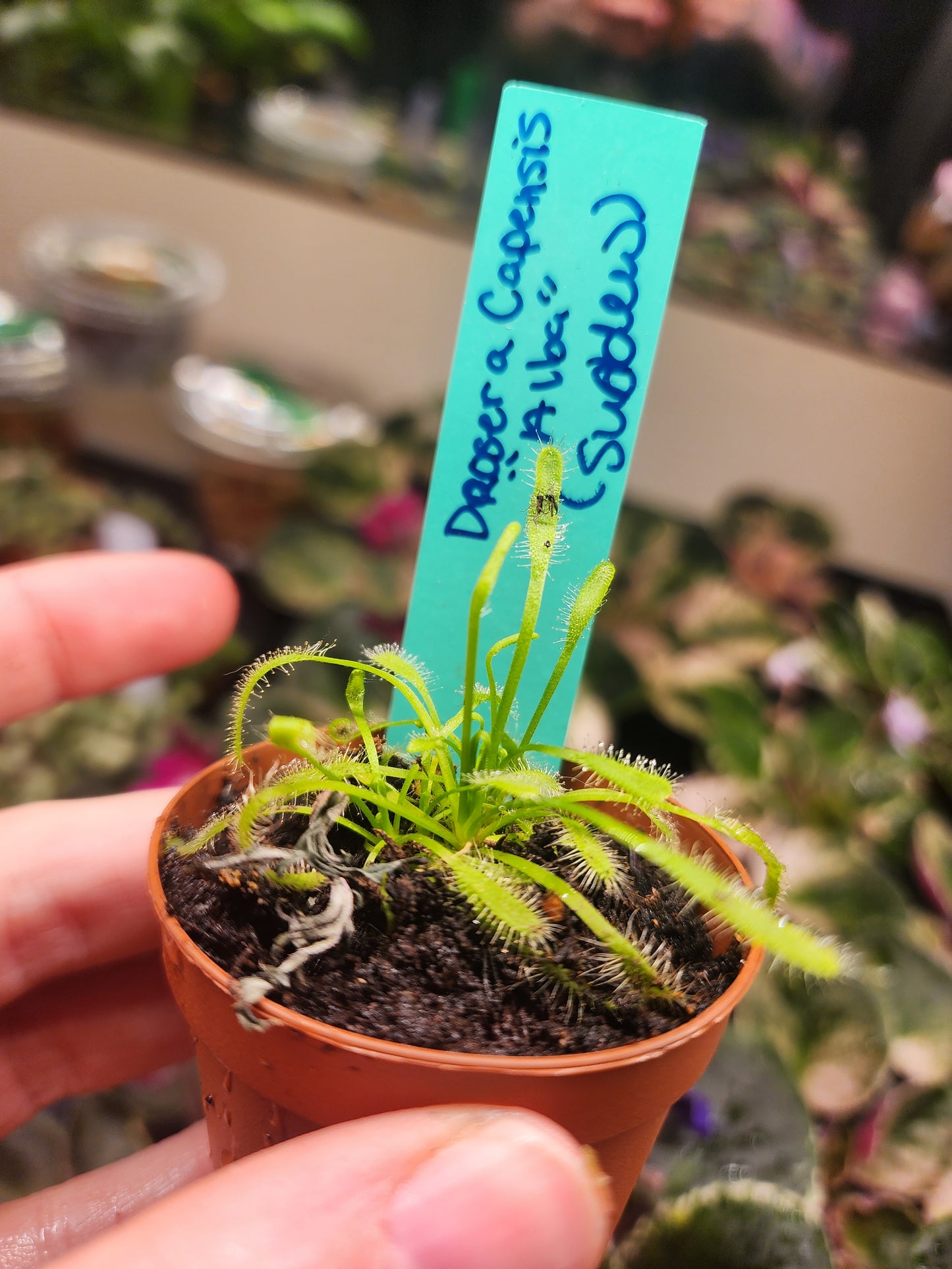 Carnivorous Plants