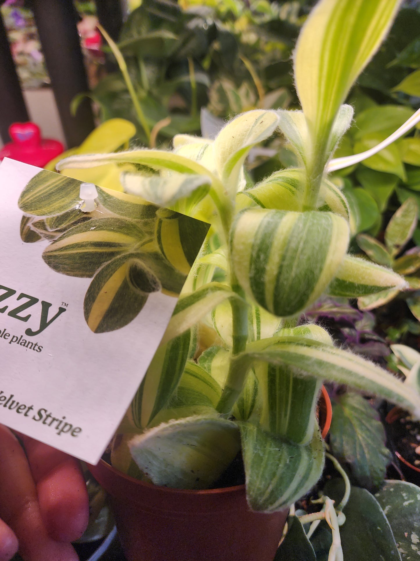 Velvet Stripe trac. (4inch planter)