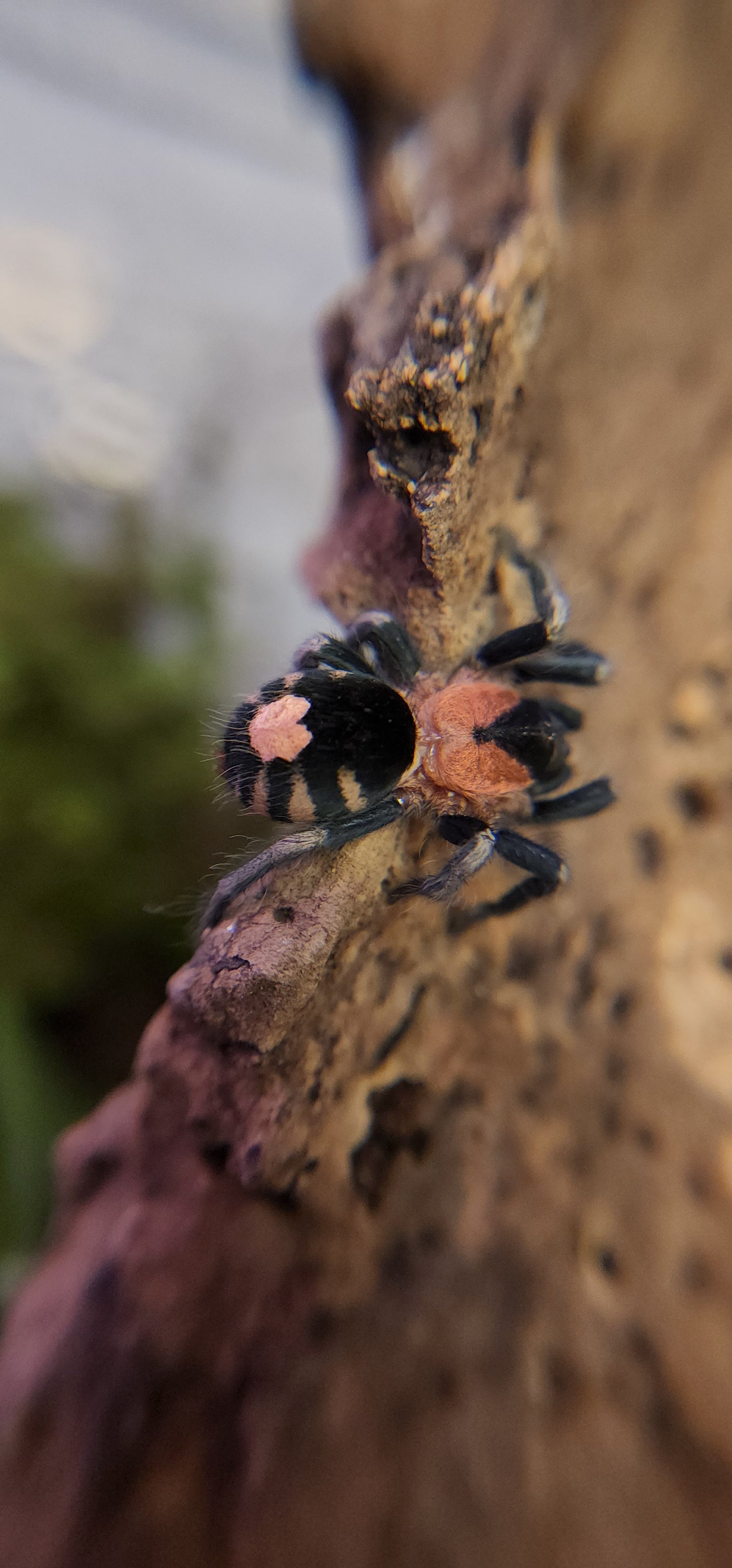 Cyriocosmus elegans (Trinidad Dwarf Tiger)