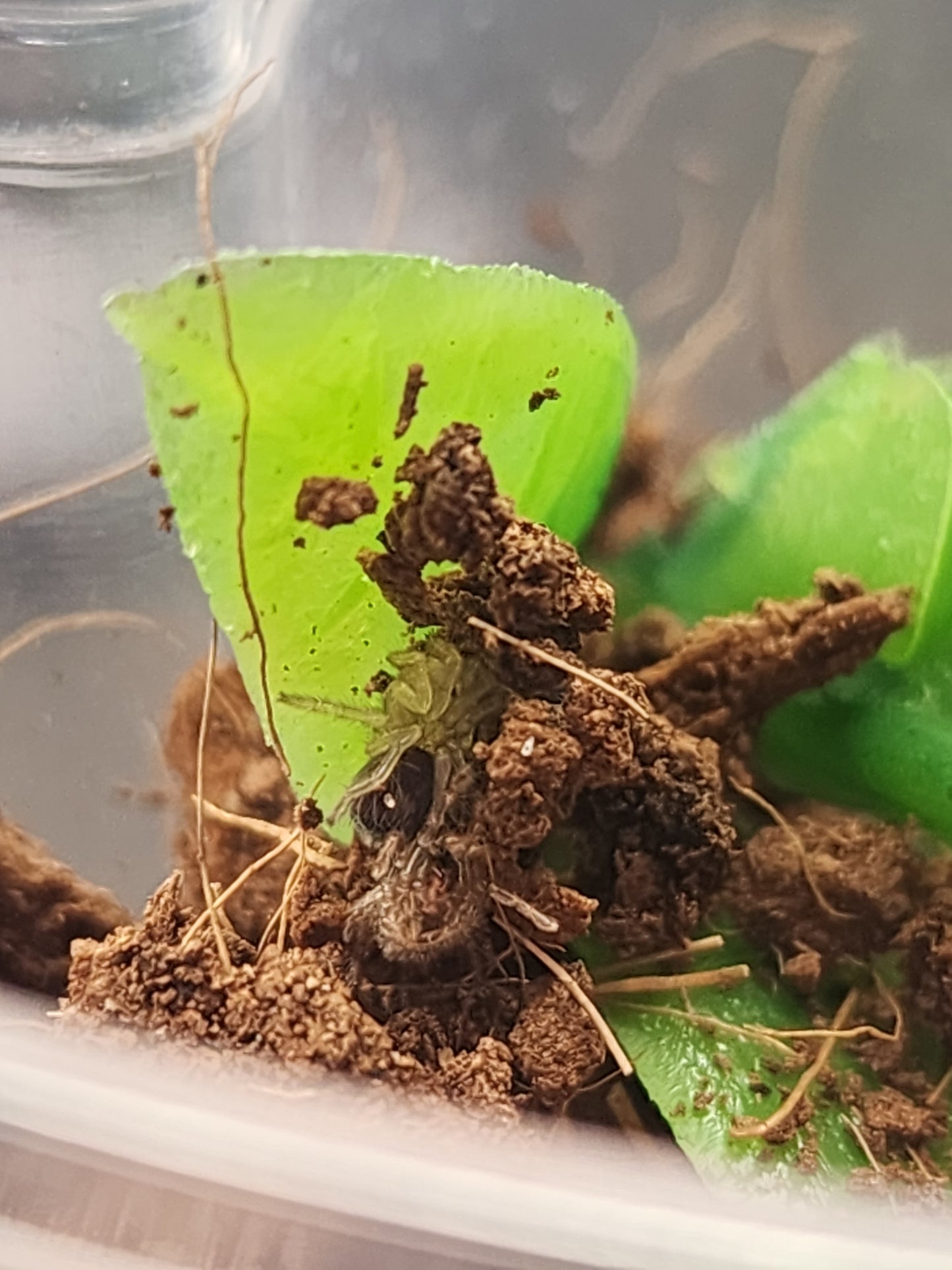 Cyriocosmus elegans - (Trinidad Dwarf Tiger)(red info)