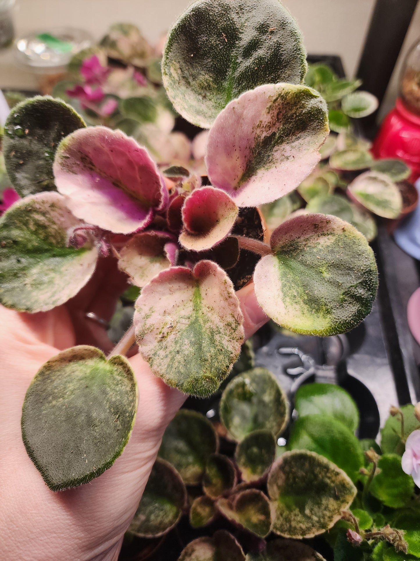 African violet (Saintpaulia)