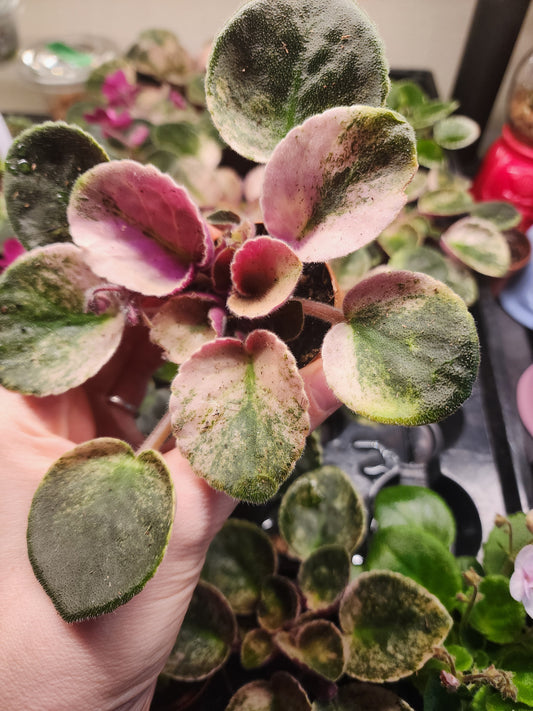 African violet (Saintpaulia)
