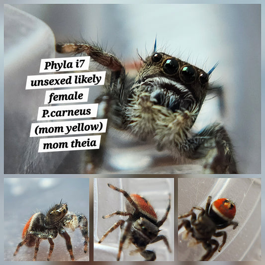 PHYLA I7