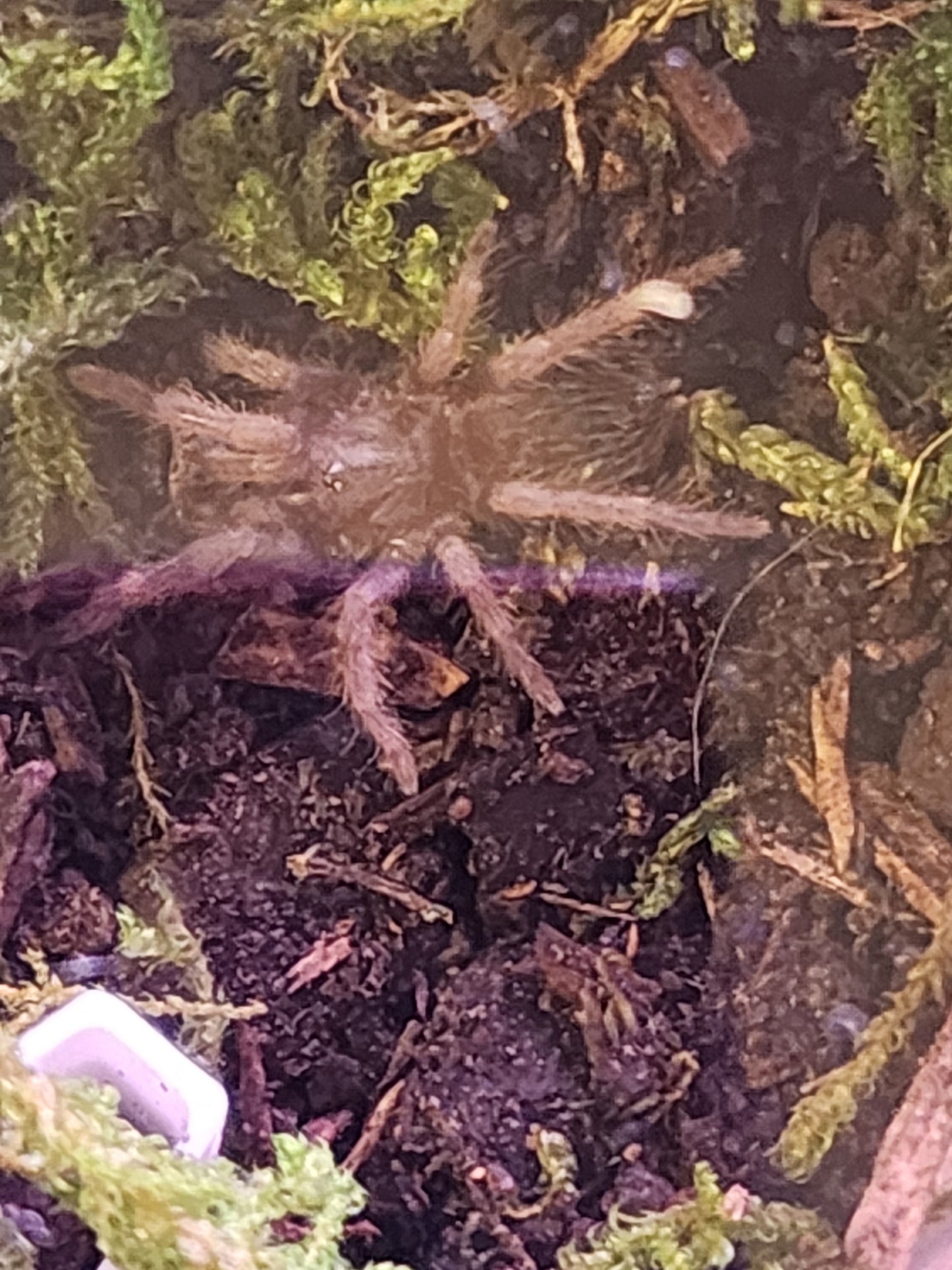 Nhandu carapoensis, Brazilian Red Tarantula