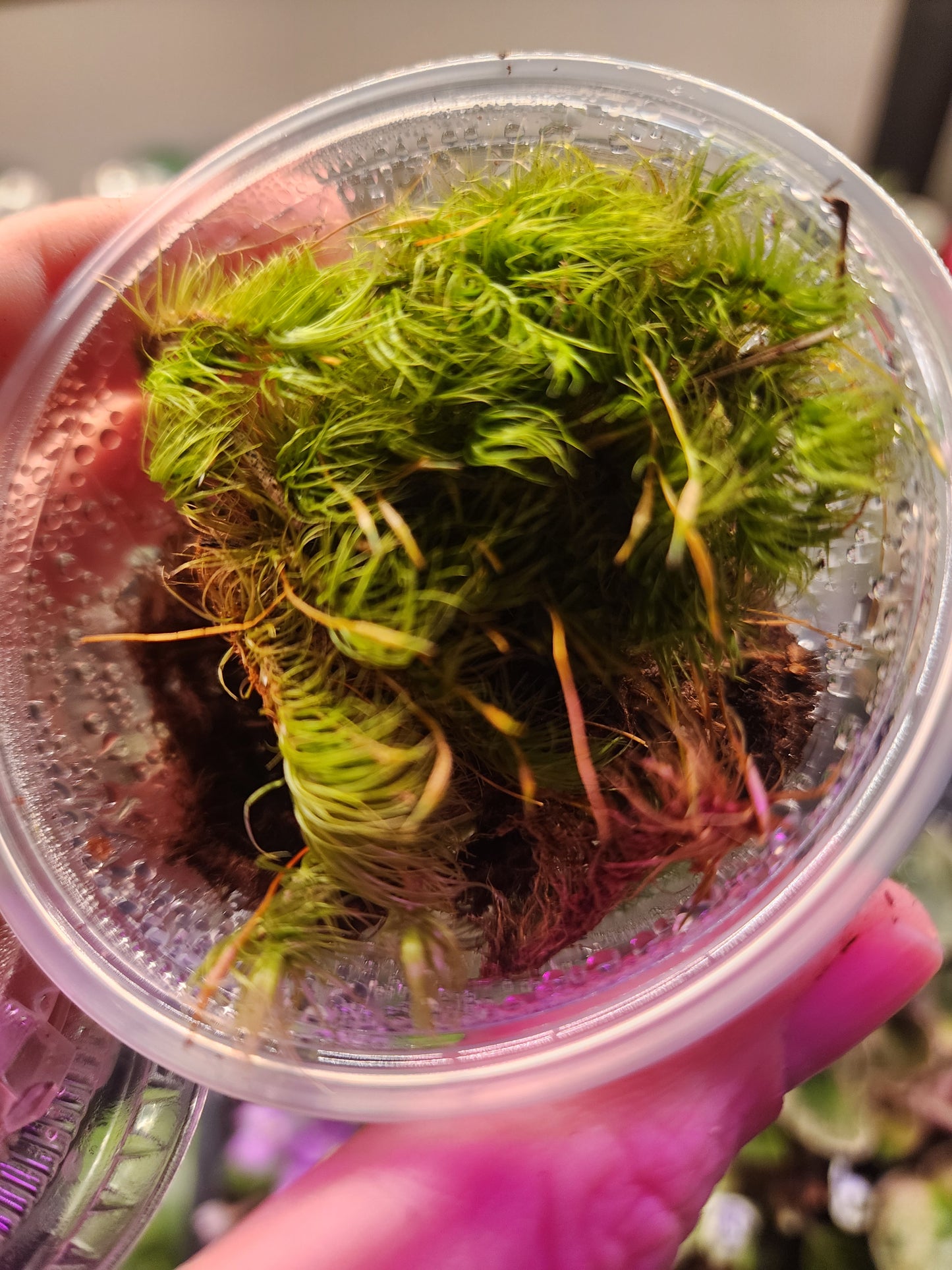 Cup of Live Moss (4oz)