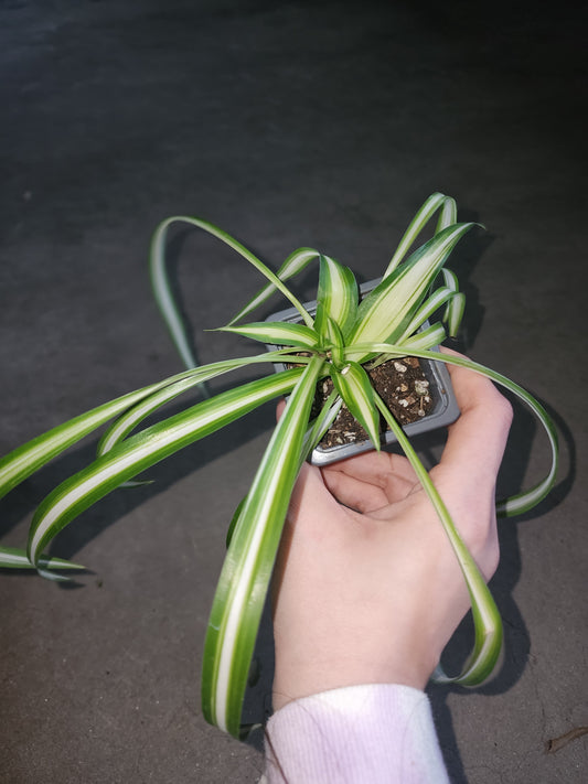 Spider Plant
