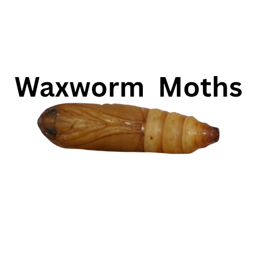 Waxworm moths 5ct