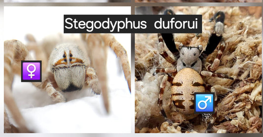 Stegodyphus dufouri