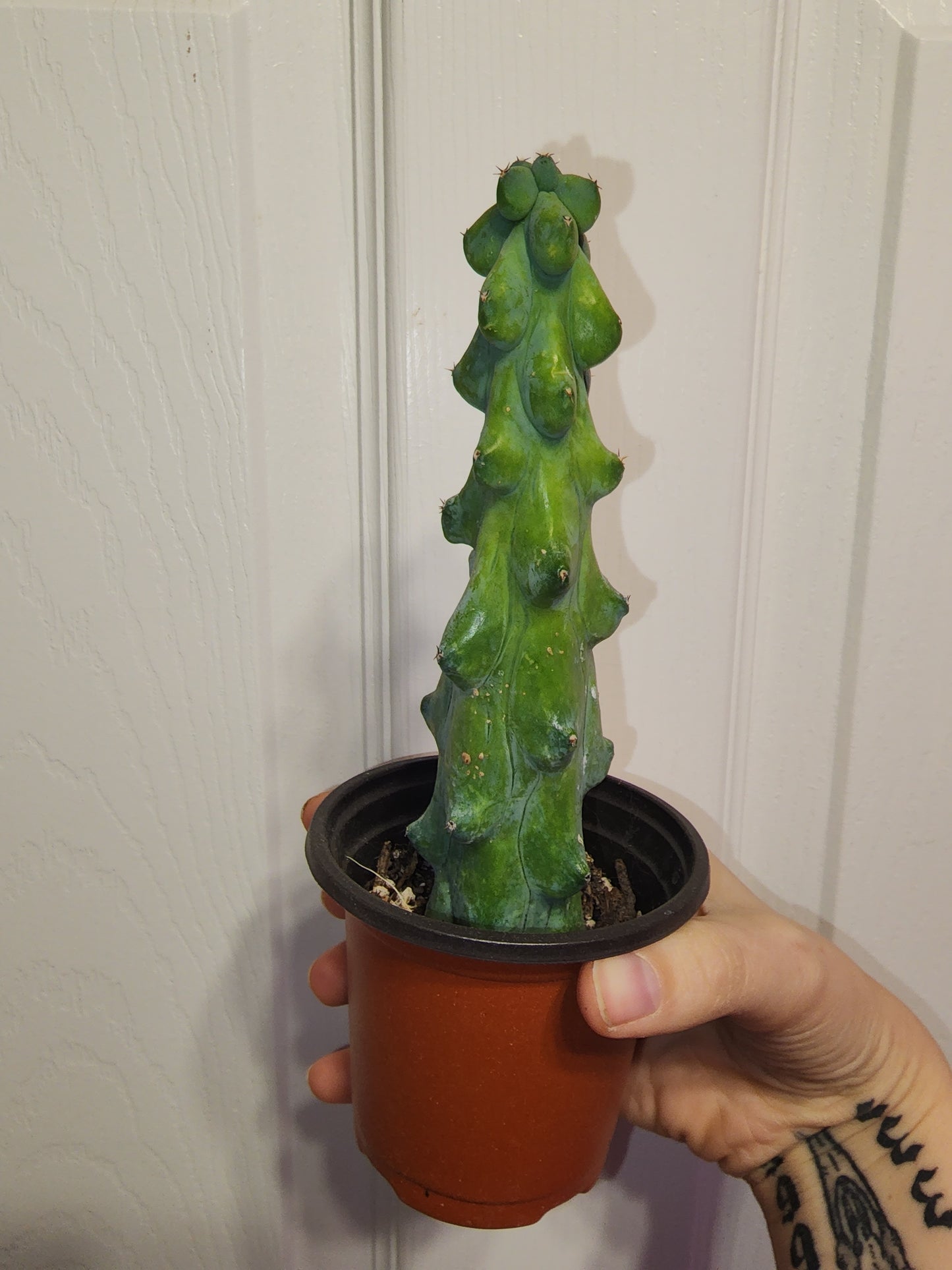 Boobie Cactus