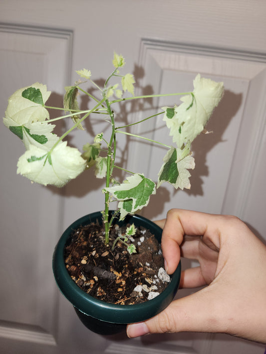 Variegated Maple Tree